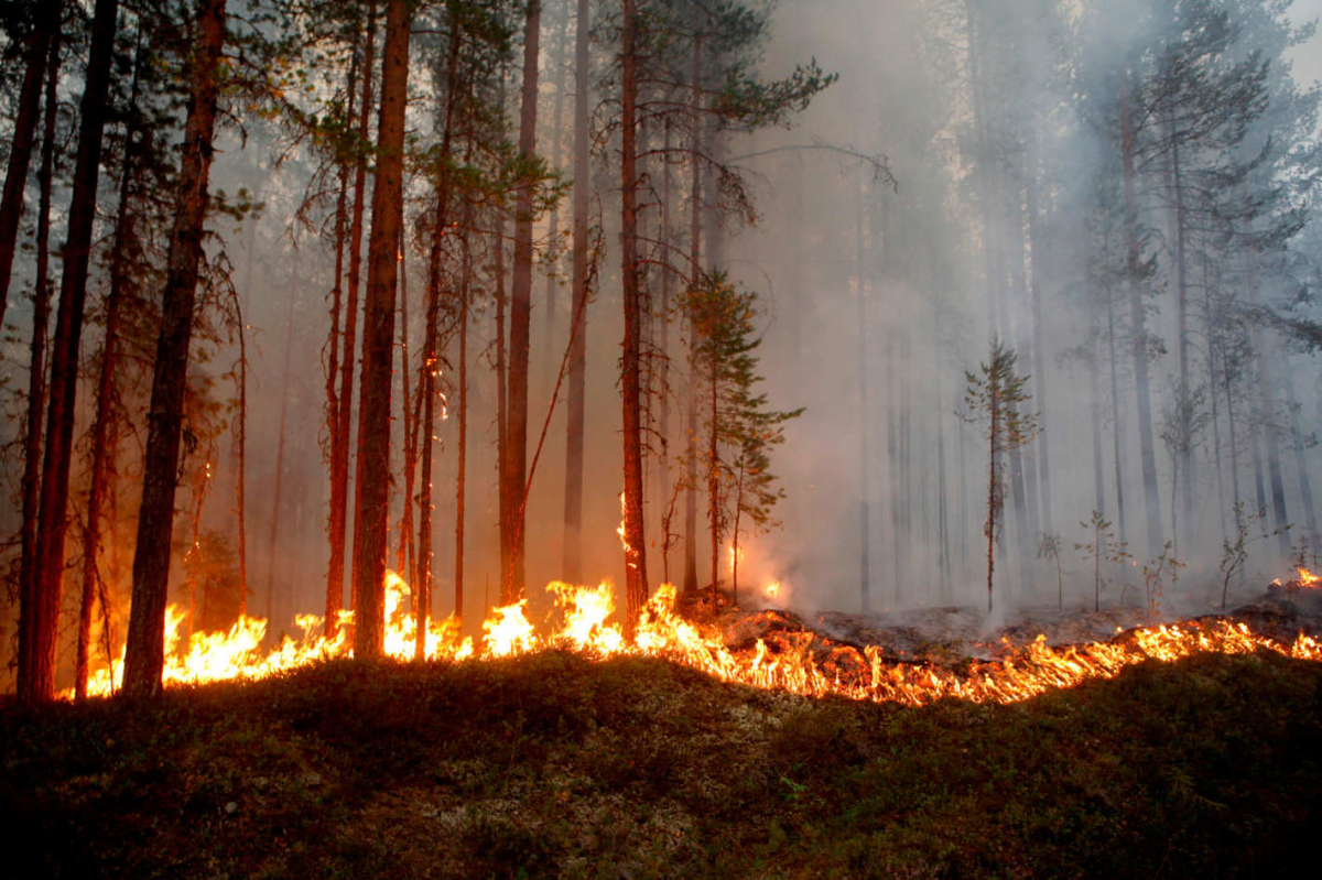 Як пожежі та випалювання сухостою впливають на здоров’я українців